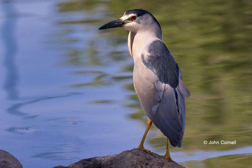 Black-crowned Night Heron;Heron;Nycticorax nycticorax, Black-crowned Night Heron;Heron;Nycticorax nycticorax;One;avifauna;bird;birds;color image;color photograph;feather;feathered;feathers;natural;nature;outdoor;outdoors;portrait;wild;wilderness;wildlife